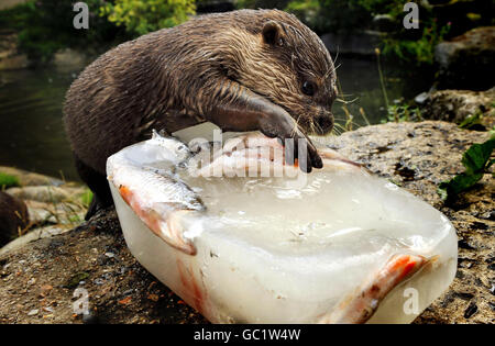 As the heat wave starts in London an otter keeps cool with a frozen fish ice lolly in Battersea Park Children's Zoo. Stock Photo