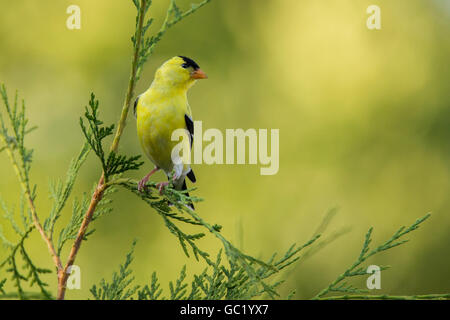 American Goldfinch (Carduelis tristis) in summer Stock Photo