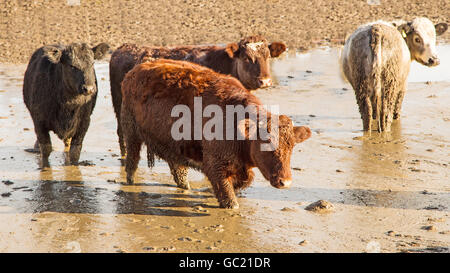 A herd of mixed breed heifers standing in a flooded field Stock Photo