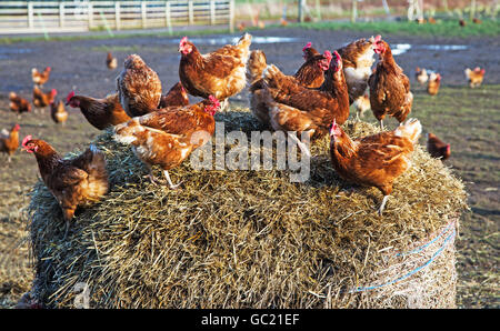 A flock of chickens perched on a round hay bake Stock Photo