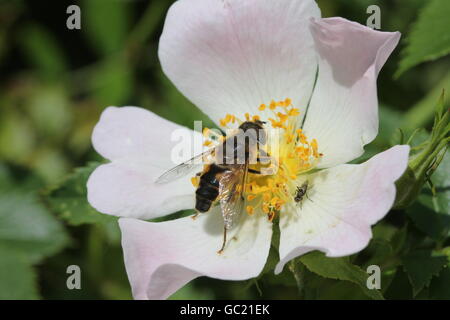 Honey bee on a dog rose, with a small fly Stock Photo