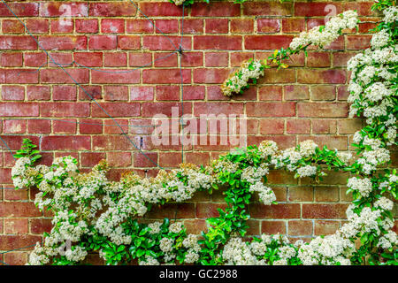 White flowers growing on the red brick wall at the hill garden and pergola in Hampstead Heath Stock Photo