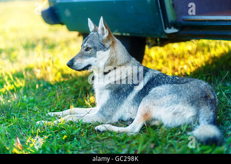 domesticated wolf dog resting relaxed on a meadow in shadow of caravan car. Czechoslovakian shepherd. Stock Photo
