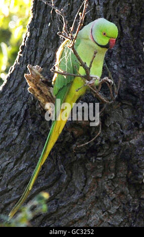 Parakeets cull permitted. An Indian ring-necked parakeet sits on a branch of a tree in Richmond Park, London. Stock Photo