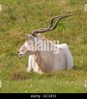 An Addax (Addax nasomaculatas) a critically endangered, curved horned, antelope found in small groups in the Sahara Desert Stock Photo