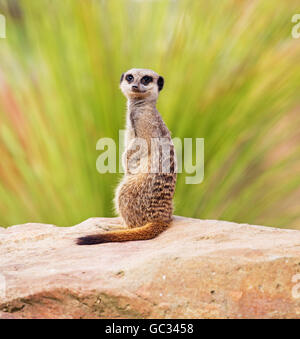 A meerkat perched on a rock, keeping guard for his family Stock Photo