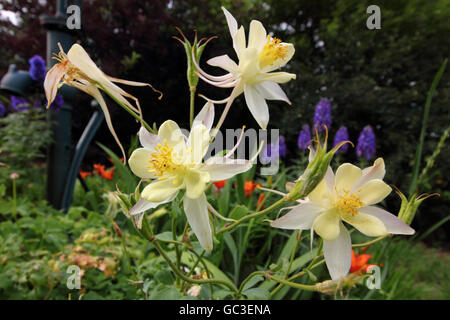 Columbine (Aquilegia) flowers in Alberta, Canada. Stock Photo