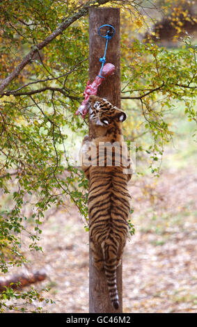 One of Sasha's three six month old Amur tiger cubs climbs a tree at feeding time at the Highland Wildlife Park in Kingussie. Stock Photo