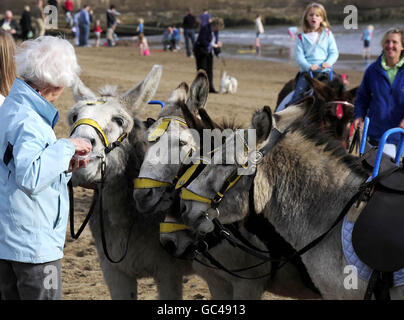 Warm sunshine brought the crowds out at Scarborough where even the summertime beach donkeys had a busy day. Stock Photo