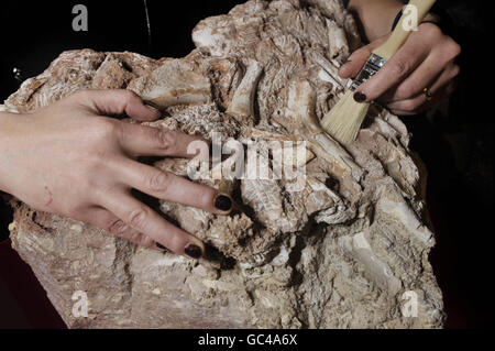 Masters degree student Judyth Sassoon inspects Thecondontosaurus antiquus bones encased in rock at Bristol Museum as they have now received funding to excavate the bones from four tonnes of rock containing fragments of Britain's oldest dinosaur. Stock Photo