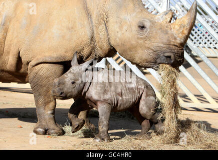 Zamba the baby white rhino makes an appearance with mother Cynthia at Colchester Zoo as keepers celebrate the arrival of the first white rhino to be born in Britain through artificial insemination. Stock Photo