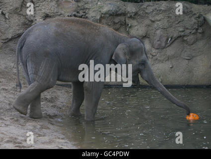 Asha, one of Dublin Zoo's elephants plays with a pumpkin to promote the zoo's pumpkin walk being held on Saturday October 31. Stock Photo