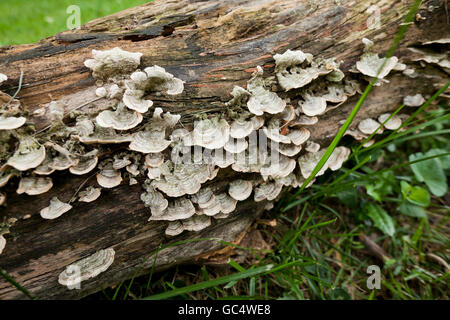 Tree fungi Turkeytail mushrooms (Trametes versicolor) growing on decaying tree trunk - USA Stock Photo