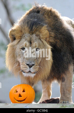 Halloween 2009. Lucifer, an Asian lion inspects a pumpkin in his London Zoo enclosure. Stock Photo