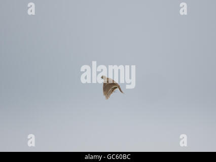 Skylark or Eurasian skylark (Alauda arvensis) in flight, UK Stock Photo