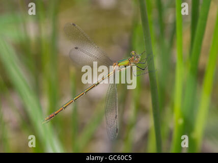 Emerald damselfly (lestes sponsa) perched on reeds in Berkshire, England, UK Stock Photo