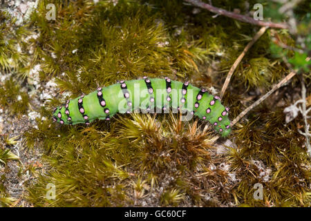 Emperor moth caterpillar or larva (Saturnia pavonia) on moss in Surrey, England Stock Photo