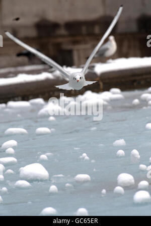 A bird flies over a frozen fountain in Trafalgar Square, London, as swathes of Britain were hit by a fresh wave of snow. Stock Photo