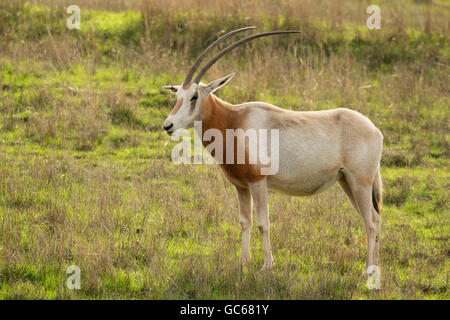 Scimitar-horned oryx (Oryx dammah), Wildlife Safari, Winston, Oregon Stock Photo