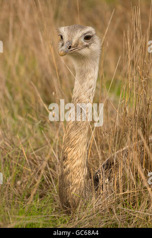 Greater Rhea (Rhea americana), Wildlife Safari, Winston, Oregon Stock Photo