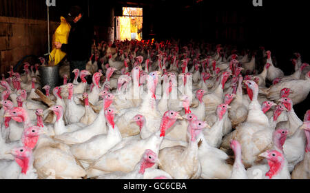 Turkey farm Stock Photo