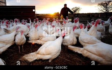 Turkey farm Stock Photo