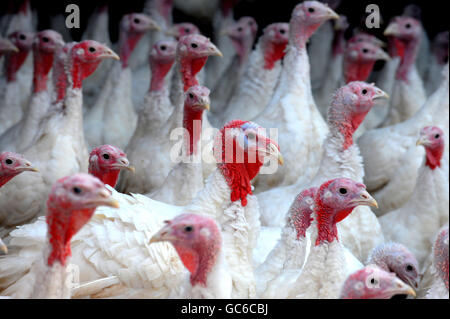 Customs and Traditions - Christmas - Turkey Farm - Northumberland Stock Photo