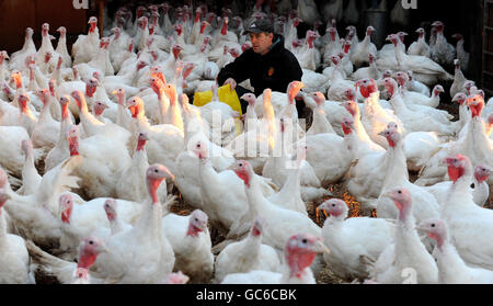 Turkey farmer, Frazer Burn checks over his 800 turkeys on Fenham Le Moor Farm in Northumberland as they are being fed to fatten up in preparation for Christmas in just over a months time. Stock Photo