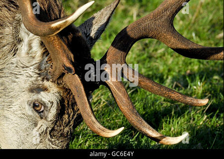 Stags grazing Stock Photo