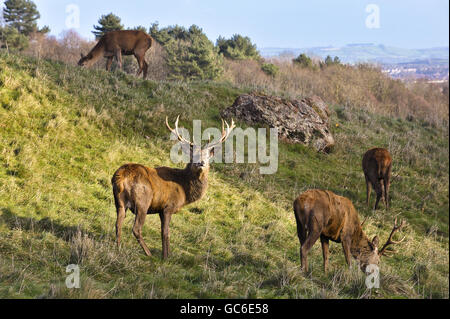 Stags graze in patchy light and very changeable weather on the Ashton Court estate near Bristol. Stock Photo