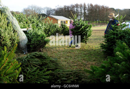 Members of the public buying Christmas trees at Bradgatetree Farm, Woodhouse Eaves, Leicestershire. Stock Photo