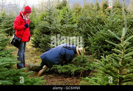 Christmas trees Stock Photo