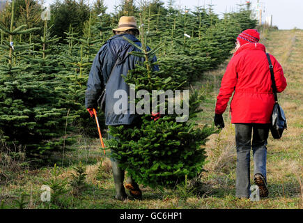 Members of the public buying Christmas trees at Bradgatetree Farm, Woodhouse Eaves, Leicestershire. Stock Photo