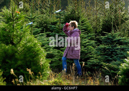 Christmas trees Stock Photo