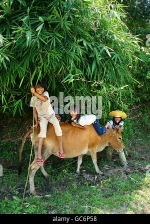 Asia children herd cow at country, kid illierate and they tend ox to help family,  VietNam Stock Photo