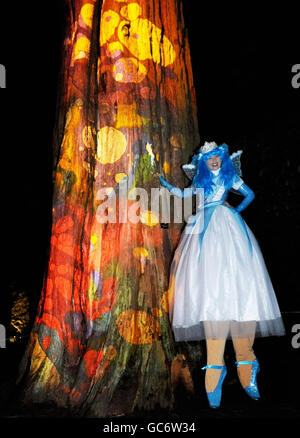 Tall fairy Sapphire (Lucy Dalziel) with one of the many illuminated trees on the trail that forms the Enchanted Christmas Lights at Westonbirt - The National Arboretum in Gloucestershire. Stock Photo