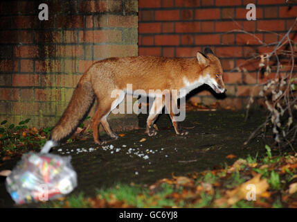 Urban fox Stock Photo