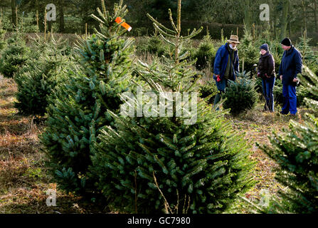 Members of the public buying Christmas trees at Bradgatetree Farm, Woodhouse Eaves, Leicestershire. Stock Photo