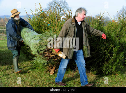 Members of the public buying Christmas trees at Bradgatetree Farm, Woodhouse Eaves, Leicestershire. Stock Photo