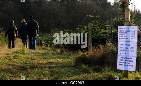 Members of the public buying Christmas trees at Bradgatetree Farm, Woodhouse Eaves, Leicestershire. Stock Photo