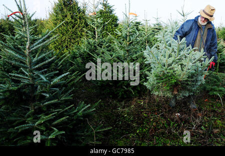 Christmas trees Stock Photo