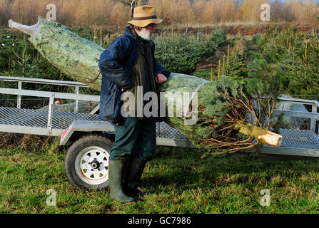 Christmas trees Stock Photo