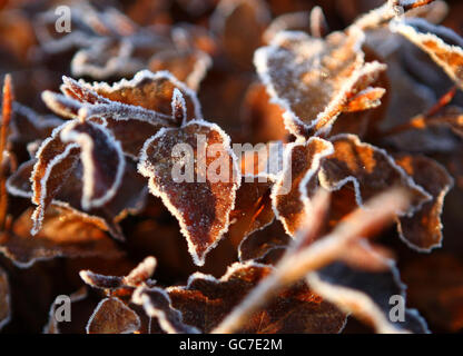 Weather - Winter Scene - Frost-covered Beech Hedge - Scotland. A frost-covered beech hedge in Denny, Scotland. Stock Photo