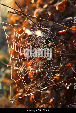 A spider's web on a frost covered beech hedge in early morning sunshine. Stock Photo