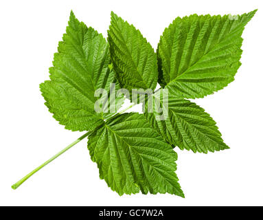 twig with green leaves of Raspberry plant (Red Raspberry, Rubus Idaeus) isolated on white background Stock Photo