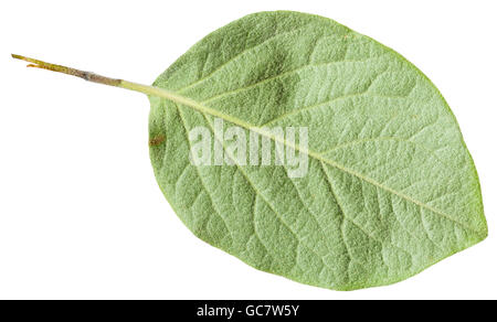 back side of green leaf Quince tree (Cydonia oblonga) isolated on white background Stock Photo