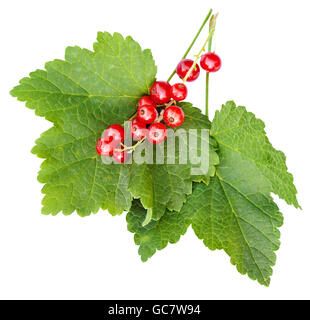 berries and green leaves of red currant (Ribes rubrum) plant isolated on white background Stock Photo