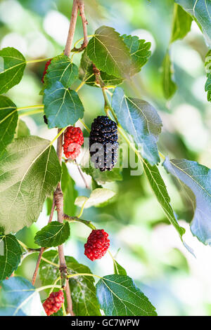 twig with black and red berries on blackberry tree (black mulberry, Morus nigra) close up in sunny day Stock Photo