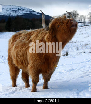 A highland cow at feeding time in Craigannet Farm on the snow covered hills of the Carron Valley, Central Scotland. Stock Photo