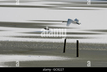 A swan flies low over a part frozen lake at Attenborough nature reserve, Nottingham as the cold snap continues in the UK. Stock Photo